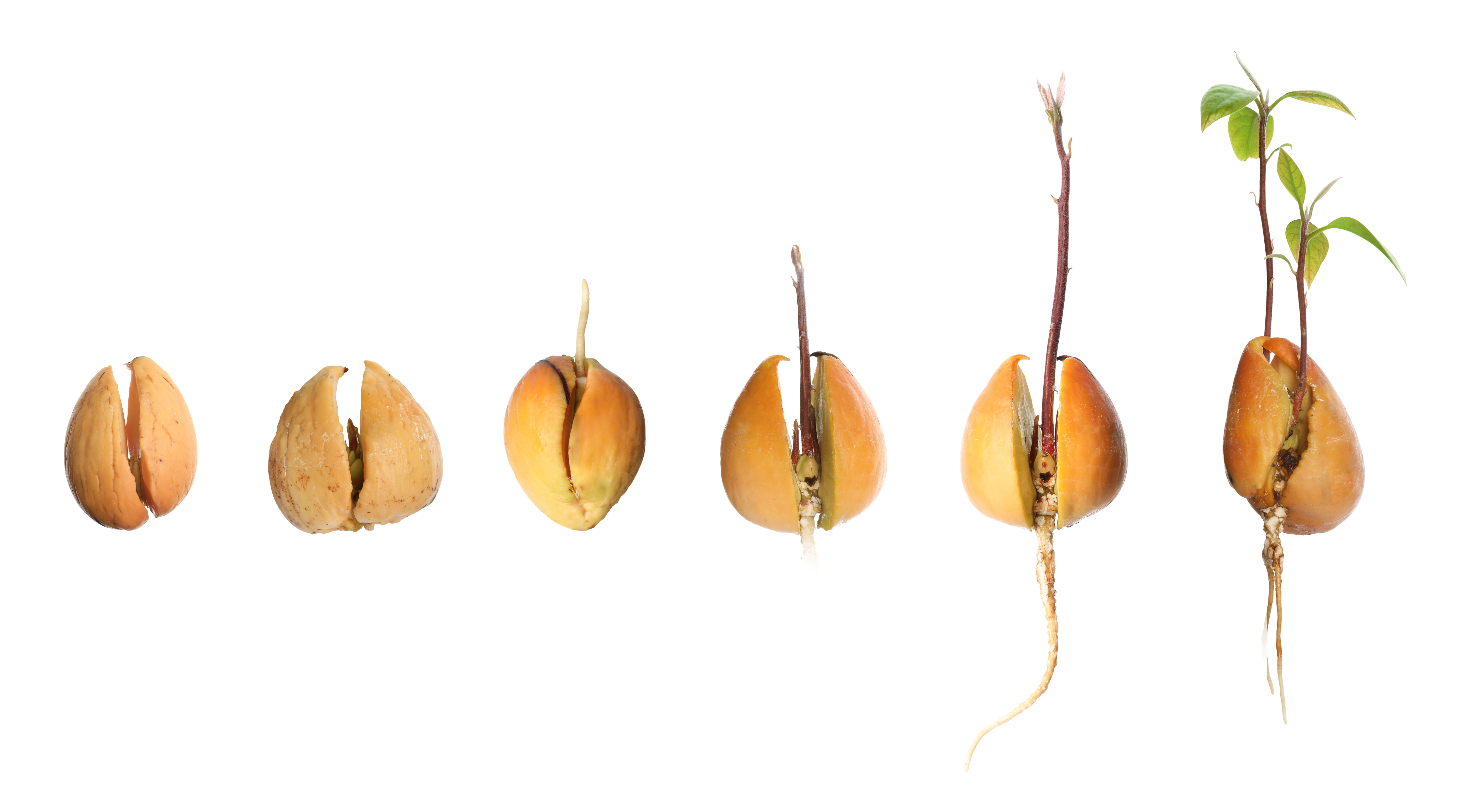 Stages of growth from seed to plant